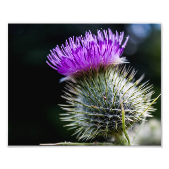 thistle photo print (Front)