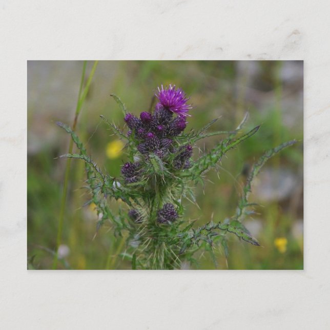 Thistle Postcard (Front)
