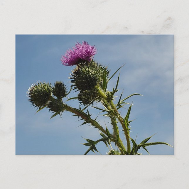 Thistle Postcard (Front)