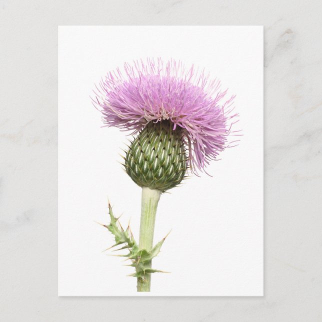 Thistle Postcard (Front)