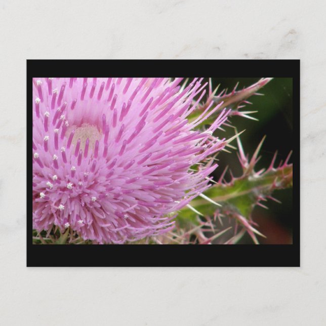 Thistle Postcard (Front)