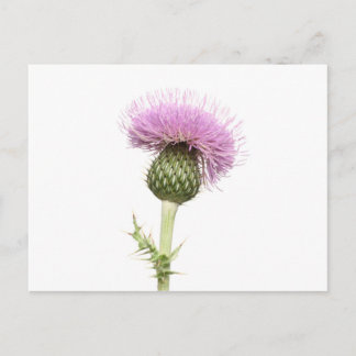 Thistle Postcard