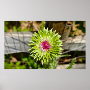 Thistle,  poster