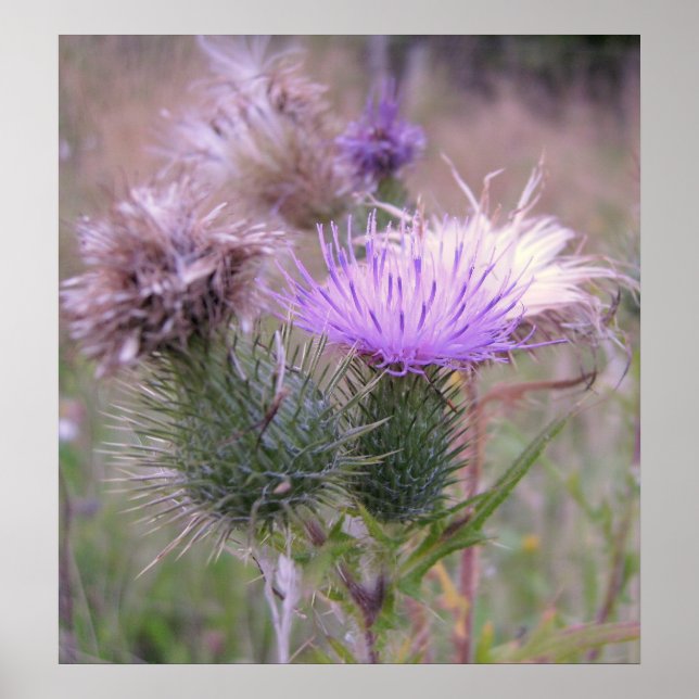 Thistle Poster (Front)
