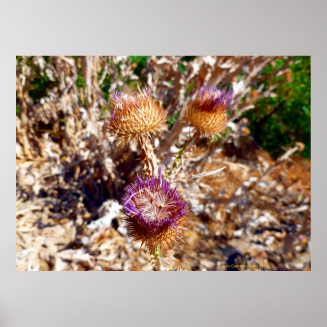 Thistle Poster (Front)