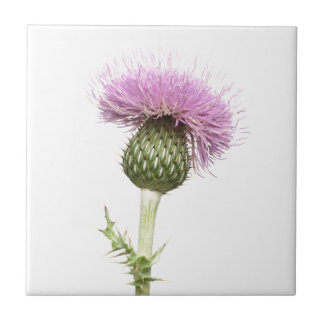 Thistle Tile