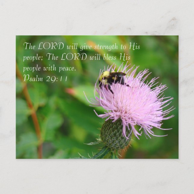 Thistle Wildflower Postcard (Front)