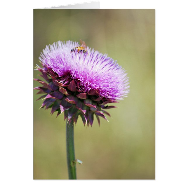 "Thistle with Bee"  collection (Front)