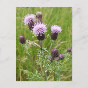 Thistles Postcard