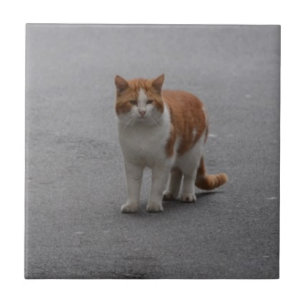 Thomas Ginger And White Cat Tile