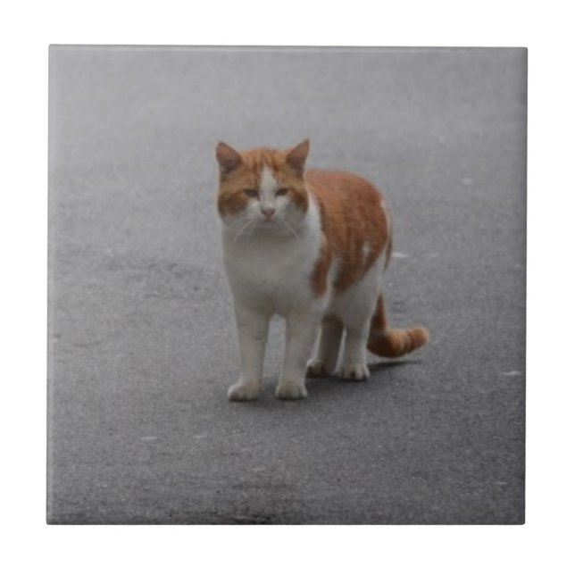 Thomas Ginger And White Cat Tile (Front)