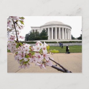Thomas Jefferson Memorial with cherry blossoms Postcard