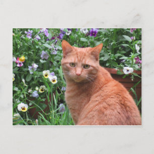 Thomas Leo Postcard