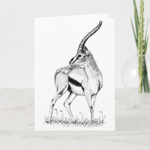 Thompson's Gazelle étude Carte d'anniversaire