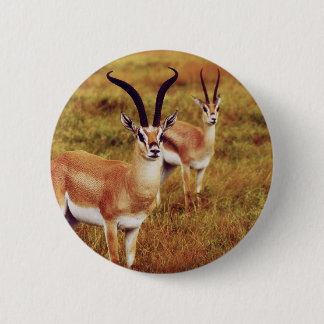Thompsons Gazelle safari buttons  & badges