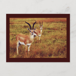 Thompsons Gazelle safari postcards