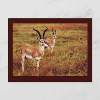 Thompsons Gazelle safari postcards
