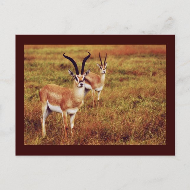 Thompsons Gazelle safari postcards (Front)