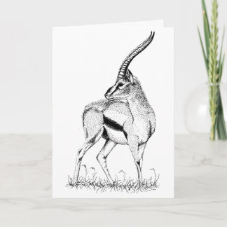 Thompson's Gazelle study Birthday Card