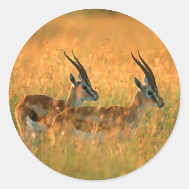 Thomson's Gazelle (Gazella Thomsonii) At Dawn Classic Round Sticker (Front)