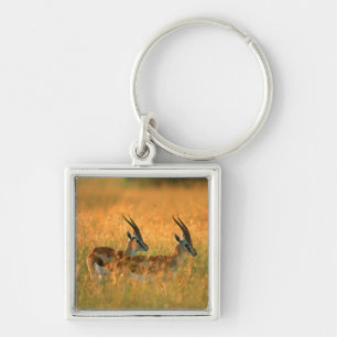 Thomson's Gazelle (Gazella Thomsonii) At Dawn Keychain