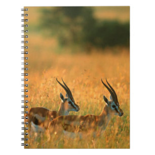 Thomson's Gazelle (Gazella Thomsonii) At Dawn Notebook