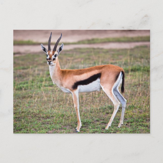 Thomson's Gazelle Postcard (Front)
