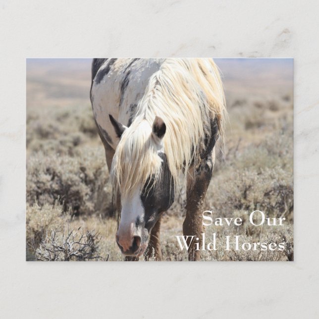 Thor McCullough Peaks Postcard (Front)