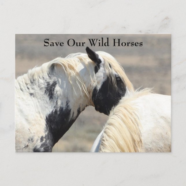 Thor McCullough Peaks Wild Horse Postcard (Front)