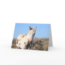 Thora of McCullough Peaks