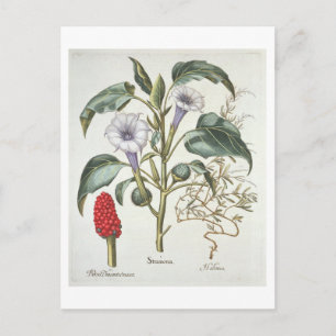 Thorn Apple, from the 'Hortus Eystettensis' by Bas Postcard