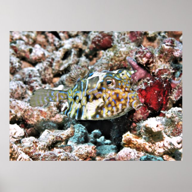 Thornback Cowfish Poster (Front)