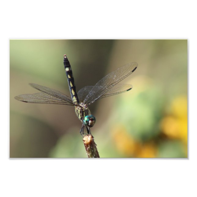 Thornbush Dasher Dragonfly, Blurred Sunflowers Photo Print (Front)