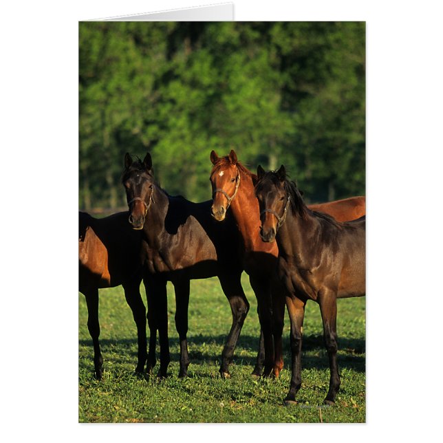 Thoroughbred (Devant)