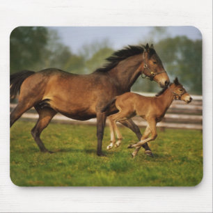 Thoroughbred Chestnut Mare & Foal Mouse Pad