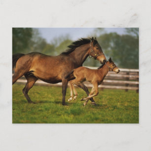 Thoroughbred Chestnut Mare & Foal Postcard
