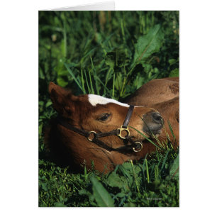 Thoroughbred Foal Lying Down