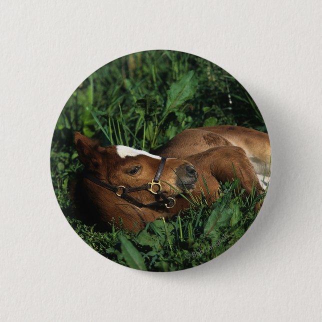 Thoroughbred Foal Lying Down 2 Inch Round Button (Front)