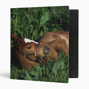 Thoroughbred Foal Lying Down Binder