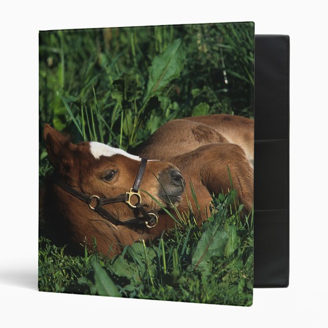 Thoroughbred Foal Lying Down Binder (Front/Inside)