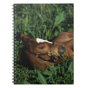 Thoroughbred Foal Lying Down Notebook
