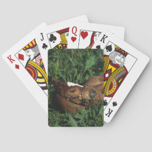 Thoroughbred Foal Lying Down Playing Cards