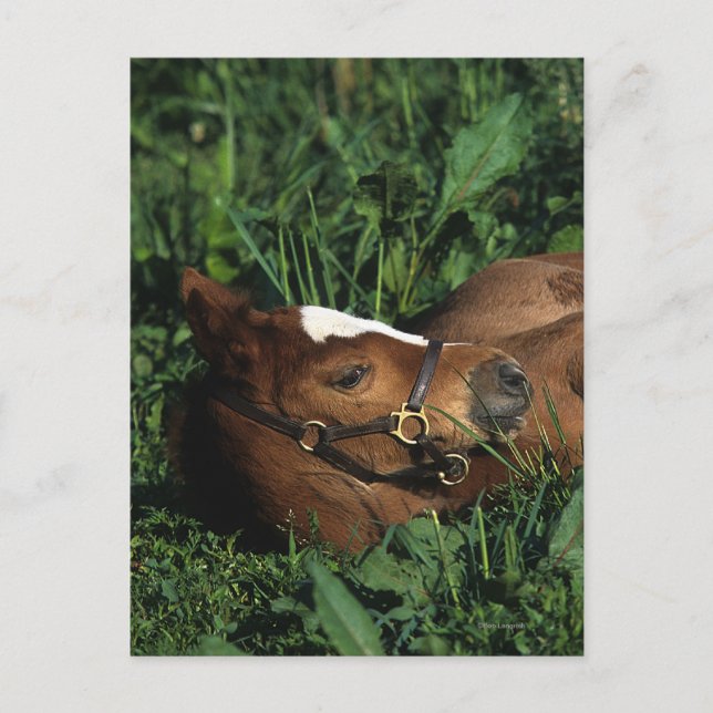 Thoroughbred Foal Lying Down Postcard (Front)