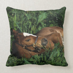 Thoroughbred Foal Lying Down Throw Pillow