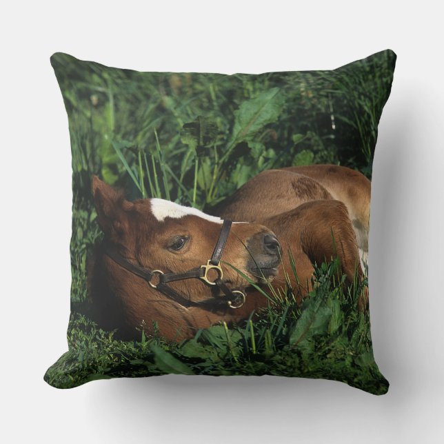Thoroughbred Foal Lying Down Throw Pillow (Front)