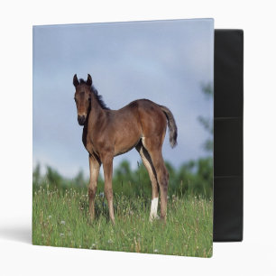 Thoroughbred Foal Standing in the Grass Binder