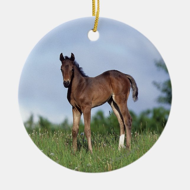Thoroughbred Foal Standing in the Grass Ceramic Ornament (Front)