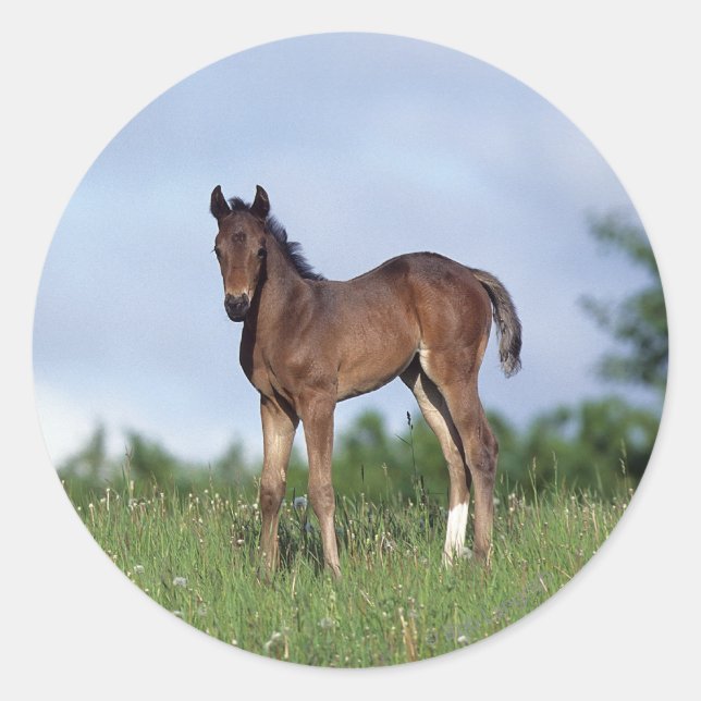 Thoroughbred Foal Standing in the Grass Classic Round Sticker (Front)
