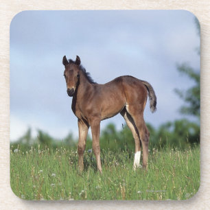 Thoroughbred Foal Standing in the Grass Coaster