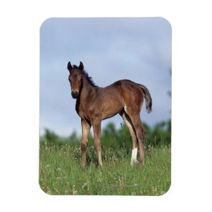 Thoroughbred Foal Standing in the Grass Magnet